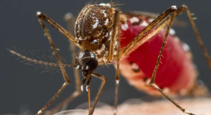 蚊子对血液的味道可追溯到四种神经元