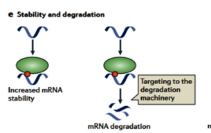 血管细胞的再生受RNA结合蛋白的调节