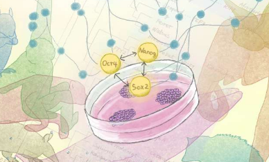 哺乳动物干细胞进化的新见解