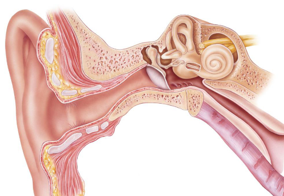 研究人员发现内耳中的一小块薄膜可以控制听力过程