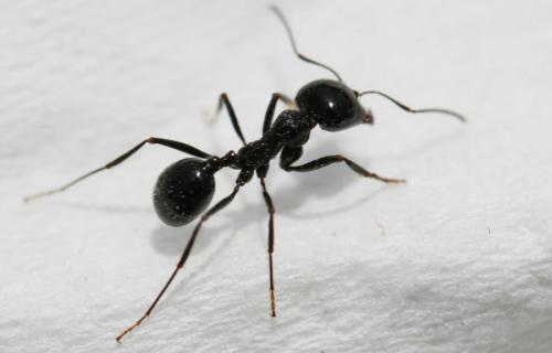 保护植物的蚂蚁接受糖和蛋白质