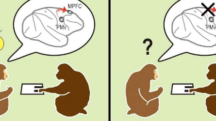 猴子看到别人大脑如何根据社交线索允许行动