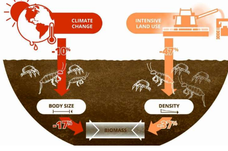 气候变化的结果是 土壤动物变得越来越小