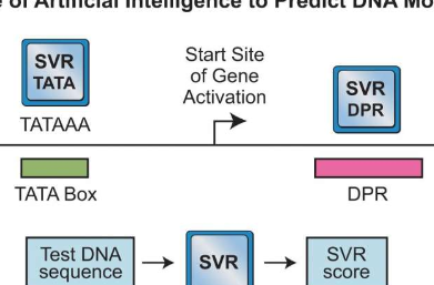机器学习有助于基因激活发现