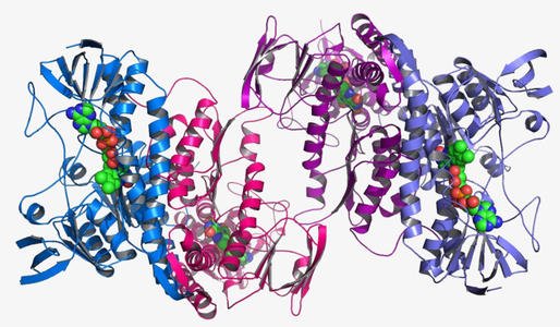 研究人员成功地将蛋白质转化为有毒物质的反应速度常数提高了1000倍