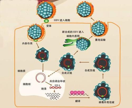 沃里克和牛津大学的研究人员阐明了诸如乙型肝炎