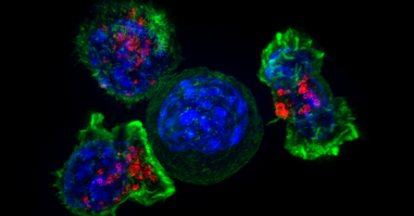 对常见蛋白质的新见解可能会导致新的癌症治疗