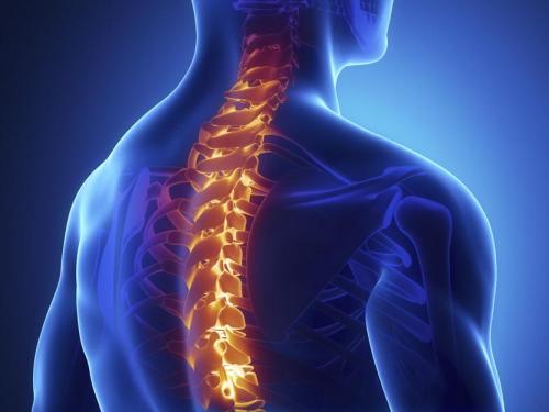 研究人员发现脊髓比您想象的要聪明