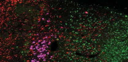 脑干中的神经元吸引小鼠保持零食