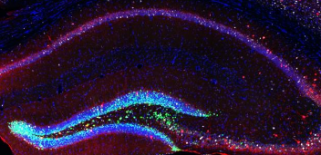更多的干细胞可改善老年小鼠的学习和记忆能力