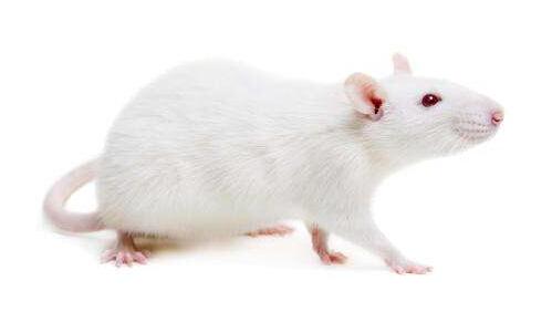 实验性治疗可减缓朊病毒病延长小鼠的寿命