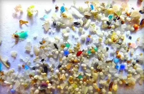 微塑料在海洋生物中积累并可能威胁人类健康