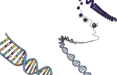 科学家发现正常的DNA修复过程可能成为癌症突变的主要来源