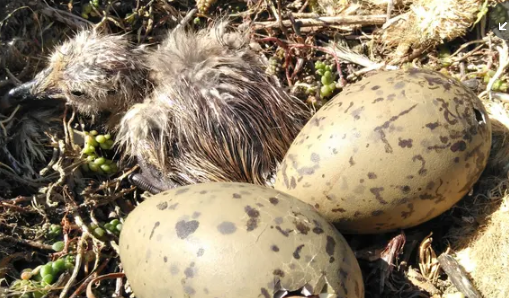 未孵化的鸟类可以通过振动蛋壳来进行交谈