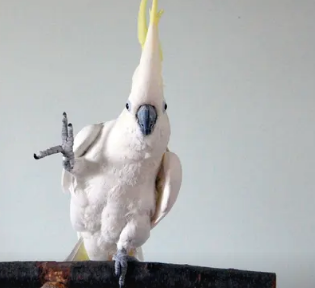 研究人员认为凤头鹦鹉的创造力达到了顶峰