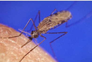 研究携带疟疾的蚊子可以通过腿部感觉到杀虫剂