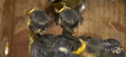 鸟巢由于二氧化碳含量较高而吸引飞行的昆虫和寄生虫