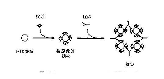 介绍下间接凝集反应的类型有哪些