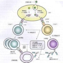 介绍下肿瘤免疫的逃避机制是什么