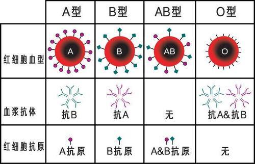 科普下ABO血型抗原知识点总结有哪些