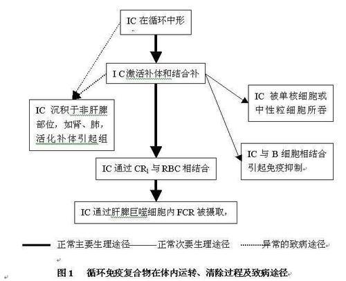 科普下免疫复合物的形成原因有哪些