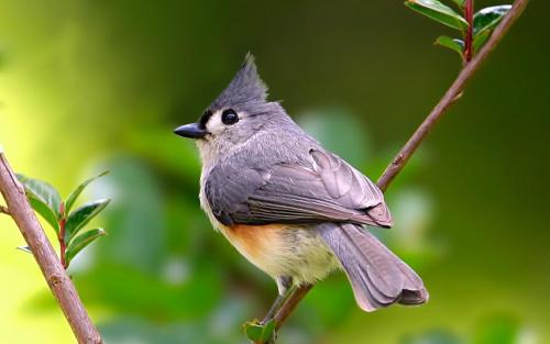 研究揭示鸟类如何通过模仿来学习