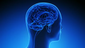 脑部扫描发现艾滋病毒感染者的认知能力较弱