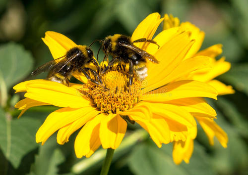 研究人员确定了传粉媒介依赖作物的花粉丰度和多样性