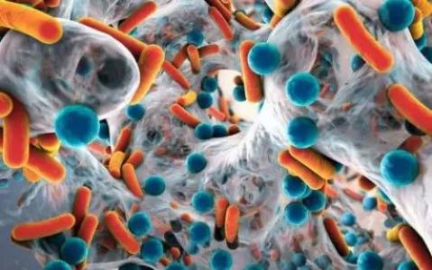破坏肠道微生物组可能会影响对流感疫苗接种的一些免疫反应
