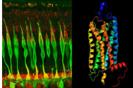 研究揭示了光感受器如何工作的新的重要细节