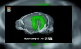 研究人员揭示海马体的新功能