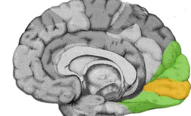 大脑的不同区域可帮助我们确定信息的优先级