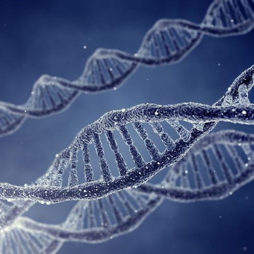 新研究揭示了DNA高阶结构形成的机理