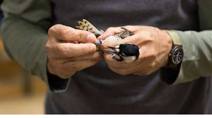 一旦濒临灭绝稀有的啄木鸟就达到了恢复的里程碑