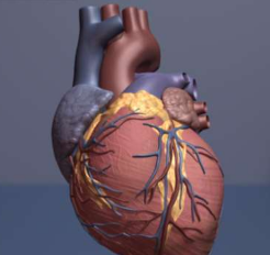 蛋白质结构见解为改善心脏病的治疗方法指明了道路