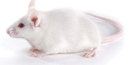 雄性和雌性小鼠行为老化研究与年龄相关行为的结论