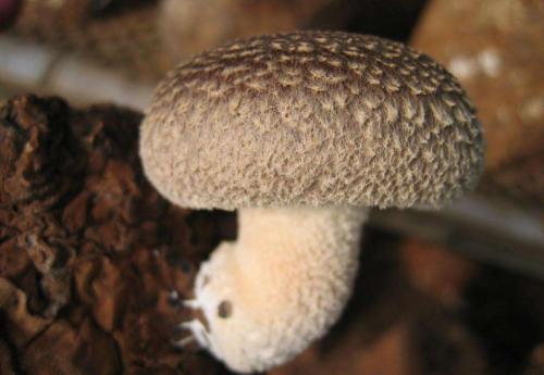 酵母产生的神奇蘑菇中的迷幻化合物
