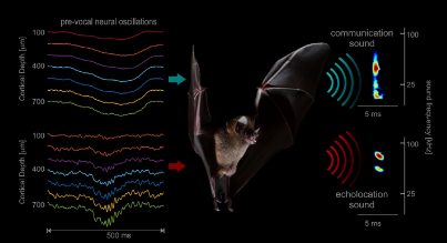 有节奏的神经信号可以确定蝙蝠发出的声音