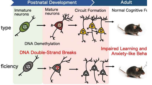 DNA修复支持大脑认知发展