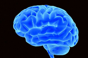 科学家揭示了大脑如何促进激烈的神经沟通