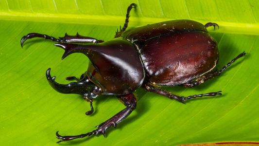 有季节性过敏 甲虫可以帮助
