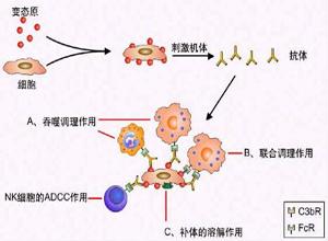 介绍下《临床免疫学及检验》第二十三章：超敏反应性疾病及其免疫检测