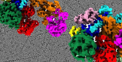 研究揭示蛋白质复合物的结构可能为更好的疾病研究打开大门