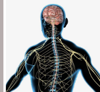 研究可能有助于了解动物和人类神经系统的进化