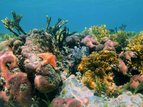 加勒比珊瑚礁的下降始于1950年代和1960年代 原因是当地人类活动