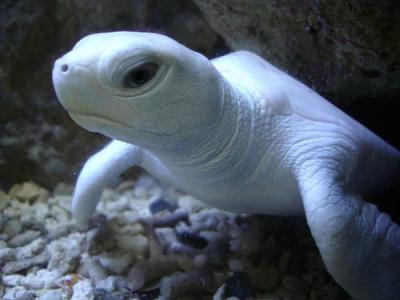 科学家开发出鉴定海龟幼体性别的新方法