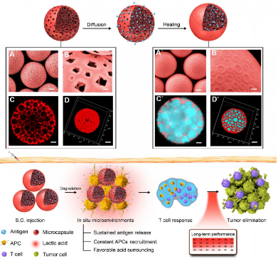 研究人员使用新型微胶囊开发高性能癌症疫苗