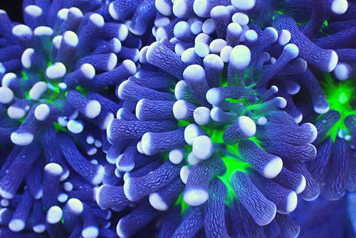 生活在珊瑚细胞中的微藻可能会与其他金属互补