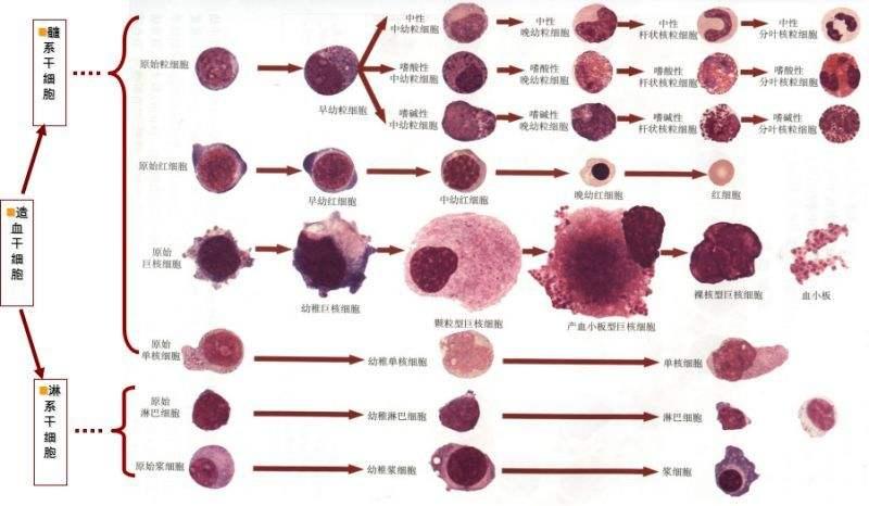 介绍下血细胞发育成熟中的形态演变规律知识点复习题