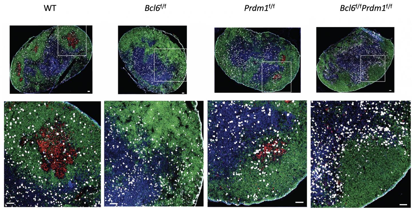 科学家们发现了一种潜在的新方法 可以更好地抵抗一系列传染病